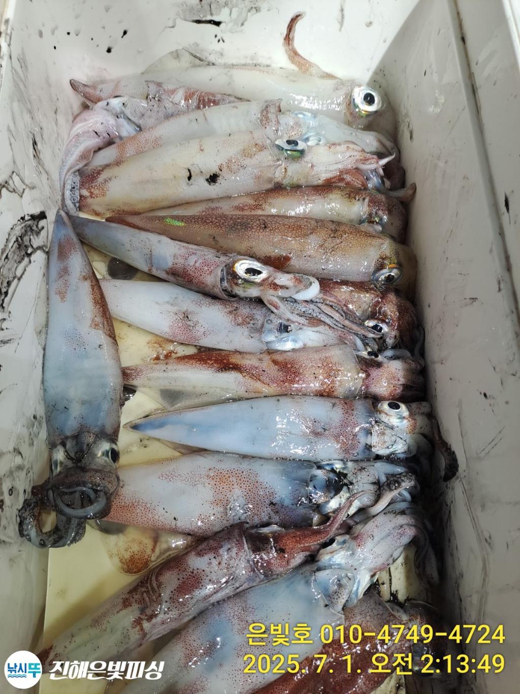 낚시뚜,오징어,한치,진해수도항,진해은빛피싱,낚시뚜2
