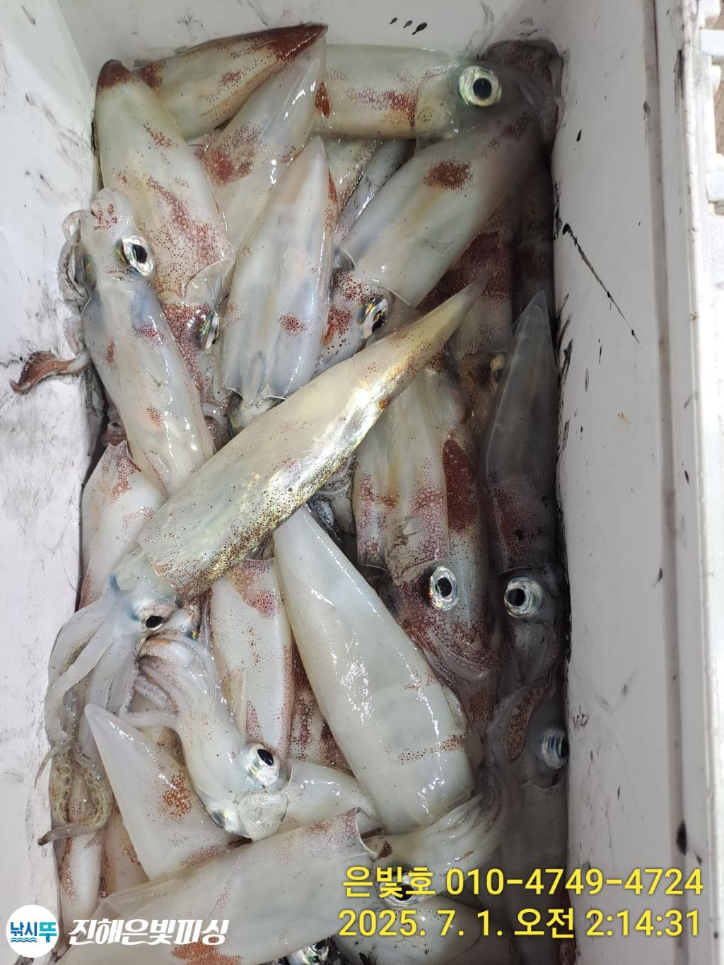 낚시뚜,오징어,한치,진해수도항,진해은빛피싱,낚시뚜1