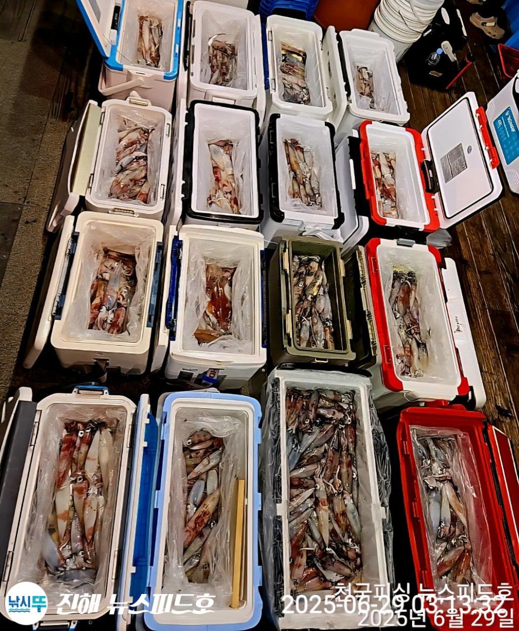 낚시뚜,한치,진해행암항,진해 뉴스피드호,낚시뚜19