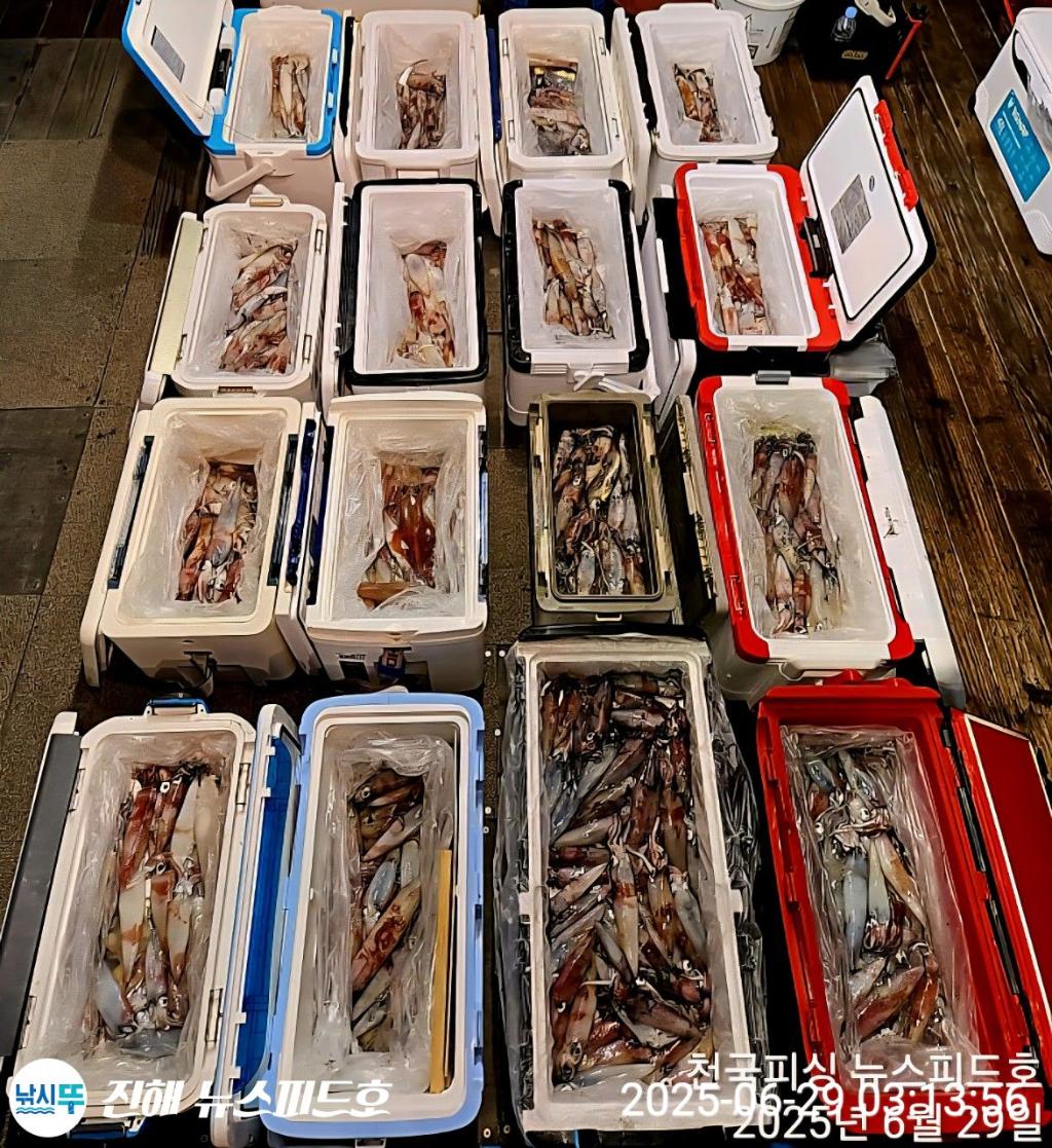 낚시뚜,한치,진해행암항,진해 뉴스피드호,낚시뚜17