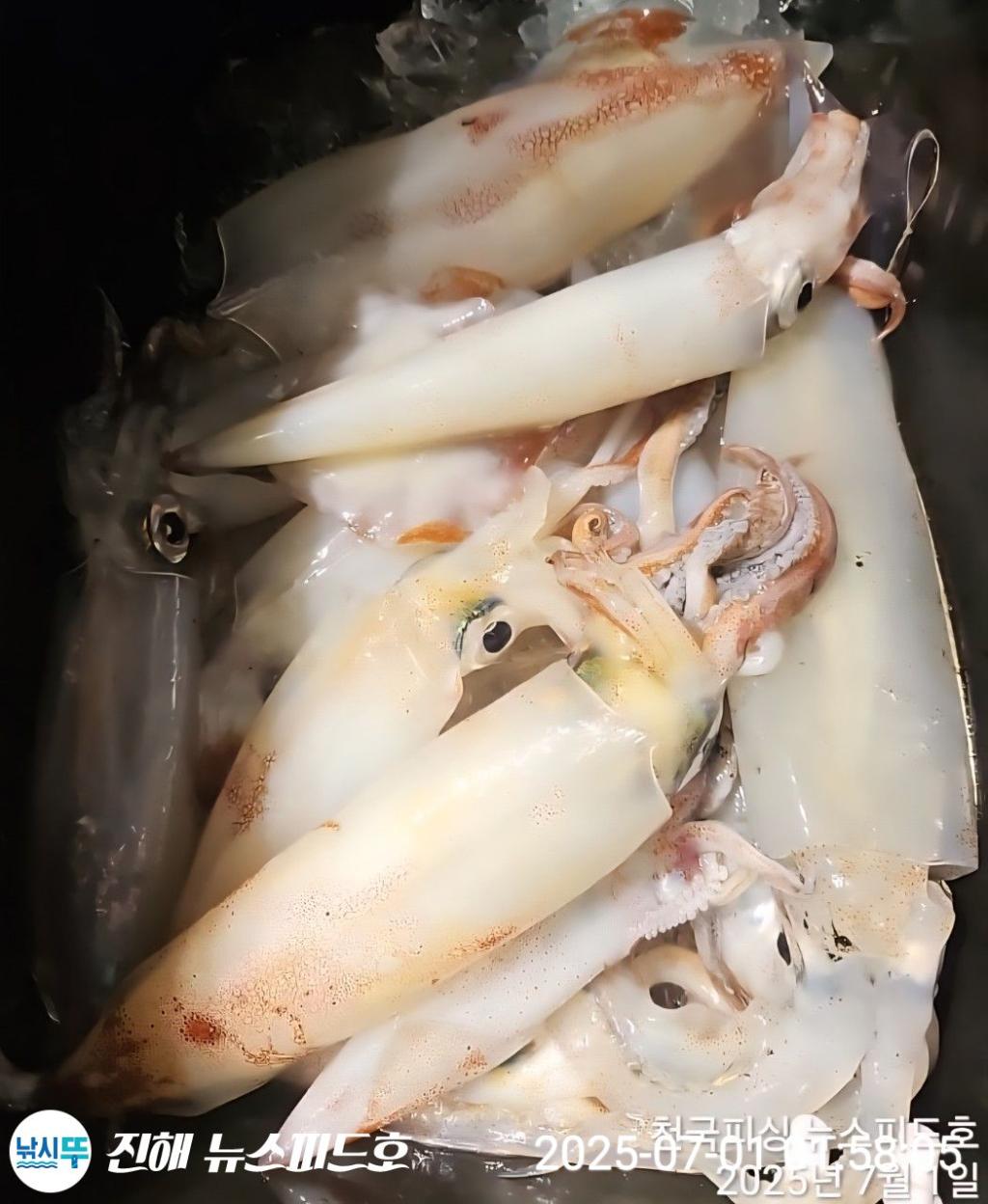 낚시뚜,한치,진해행암항,진해 뉴스피드호,낚시뚜14