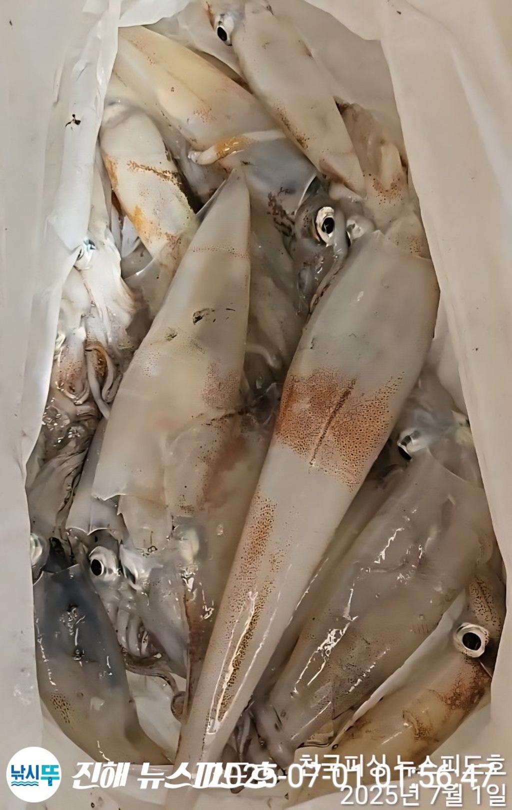 낚시뚜,한치,진해행암항,진해 뉴스피드호,낚시뚜12