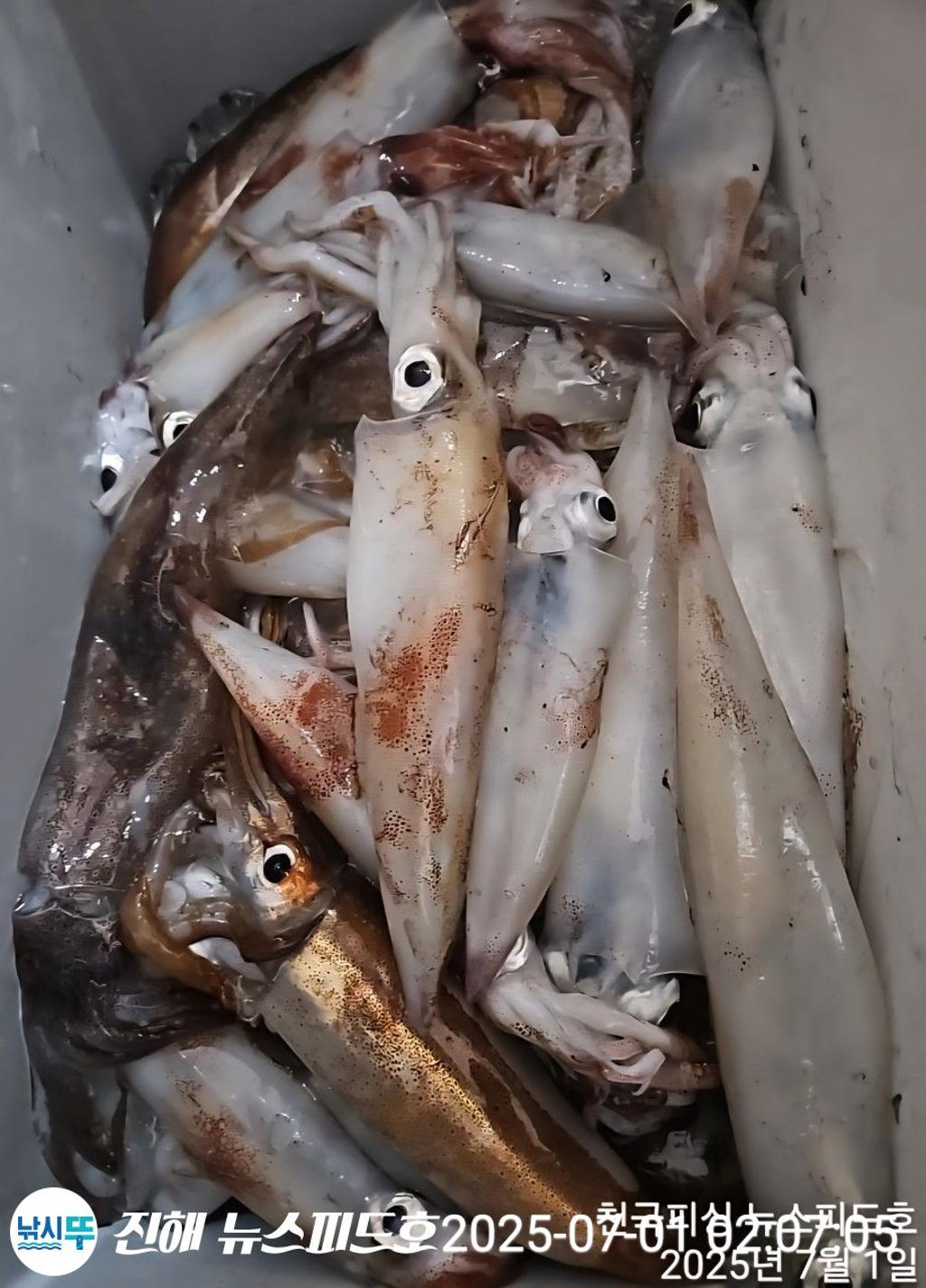 낚시뚜,한치,진해행암항,진해 뉴스피드호,낚시뚜9