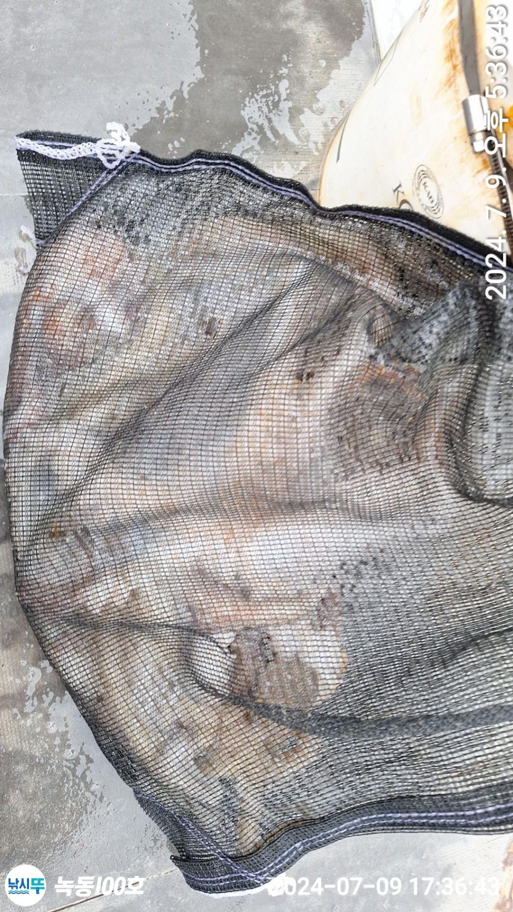낚시뚜,돌문어,녹동항,녹동100호,낚시뚜13