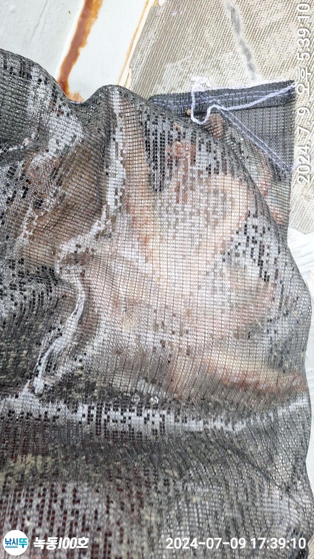 낚시뚜,돌문어,녹동항,녹동100호,낚시뚜10