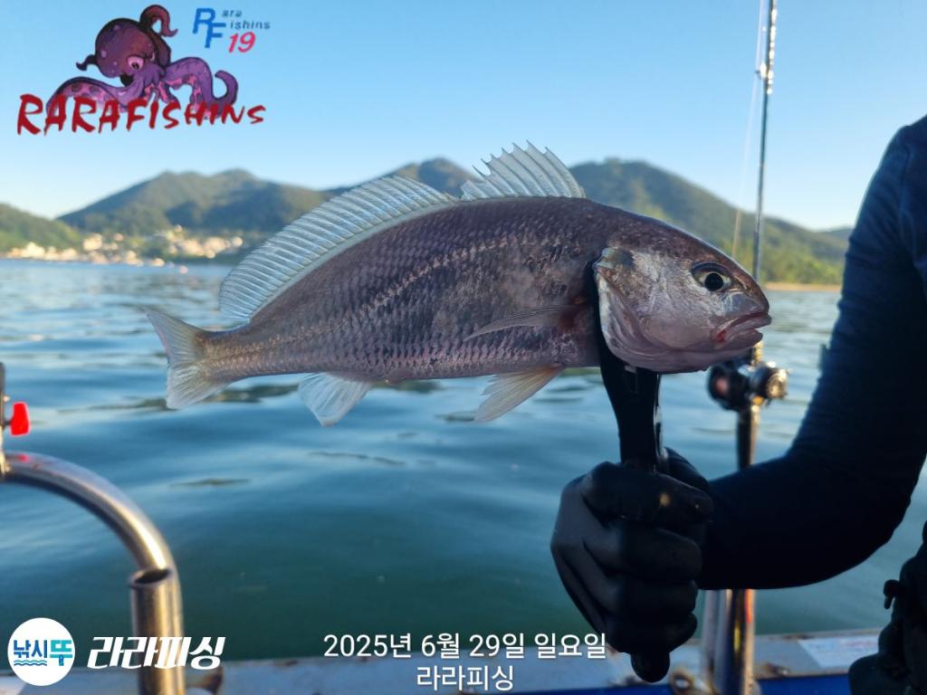 낚시뚜,백조기,속천항(진해),라라피싱,낚시뚜21