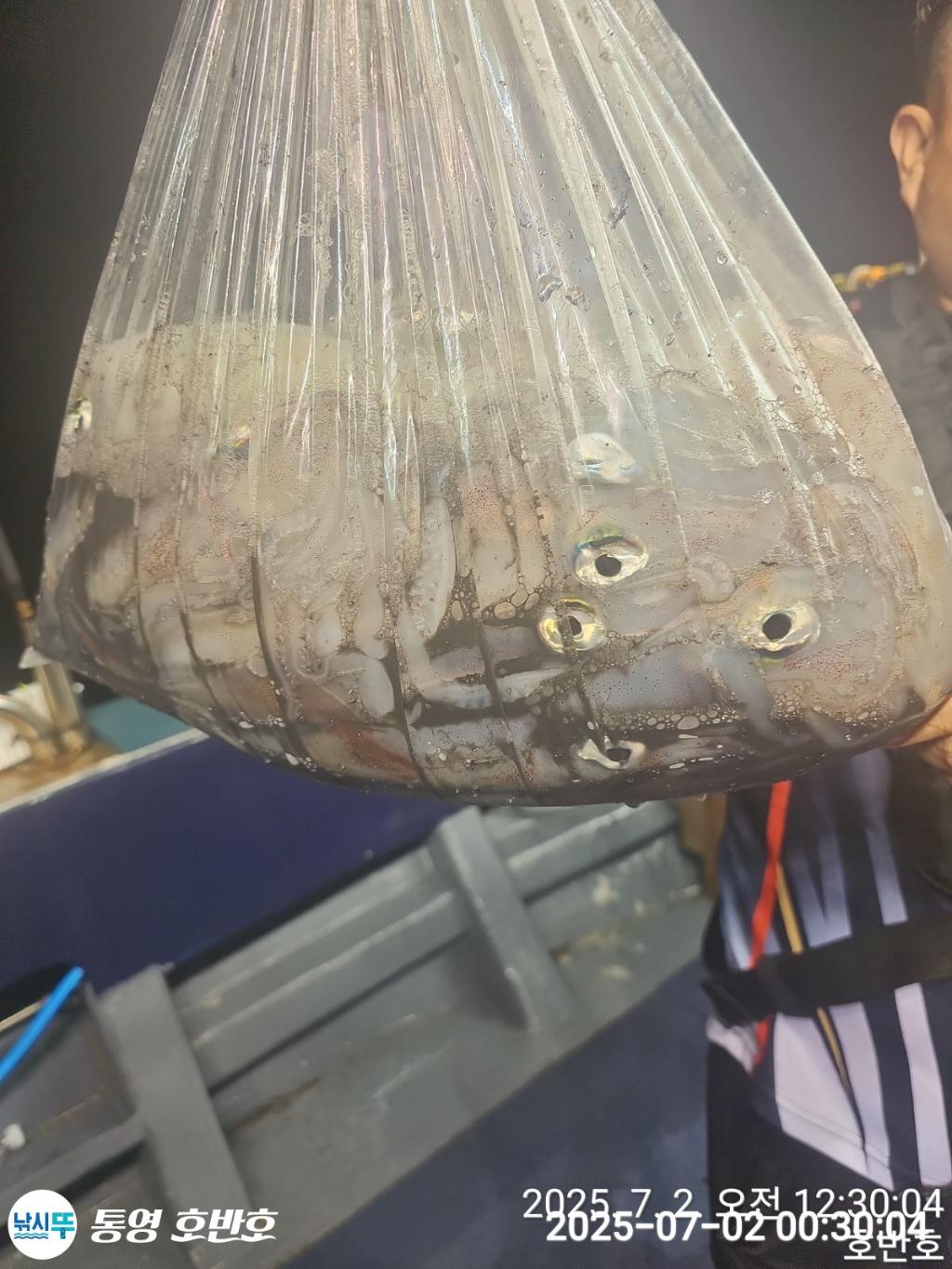 낚시뚜,한치,통영 신전항,통영호반호,낚시뚜19