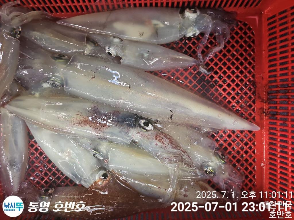 낚시뚜,한치,통영 신전항,통영호반호,낚시뚜22