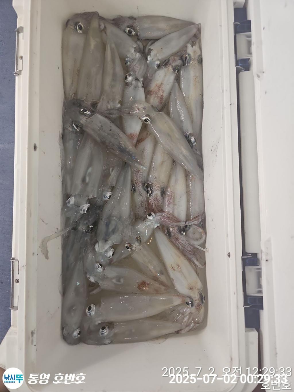 낚시뚜,한치,통영 신전항,통영호반호,낚시뚜21