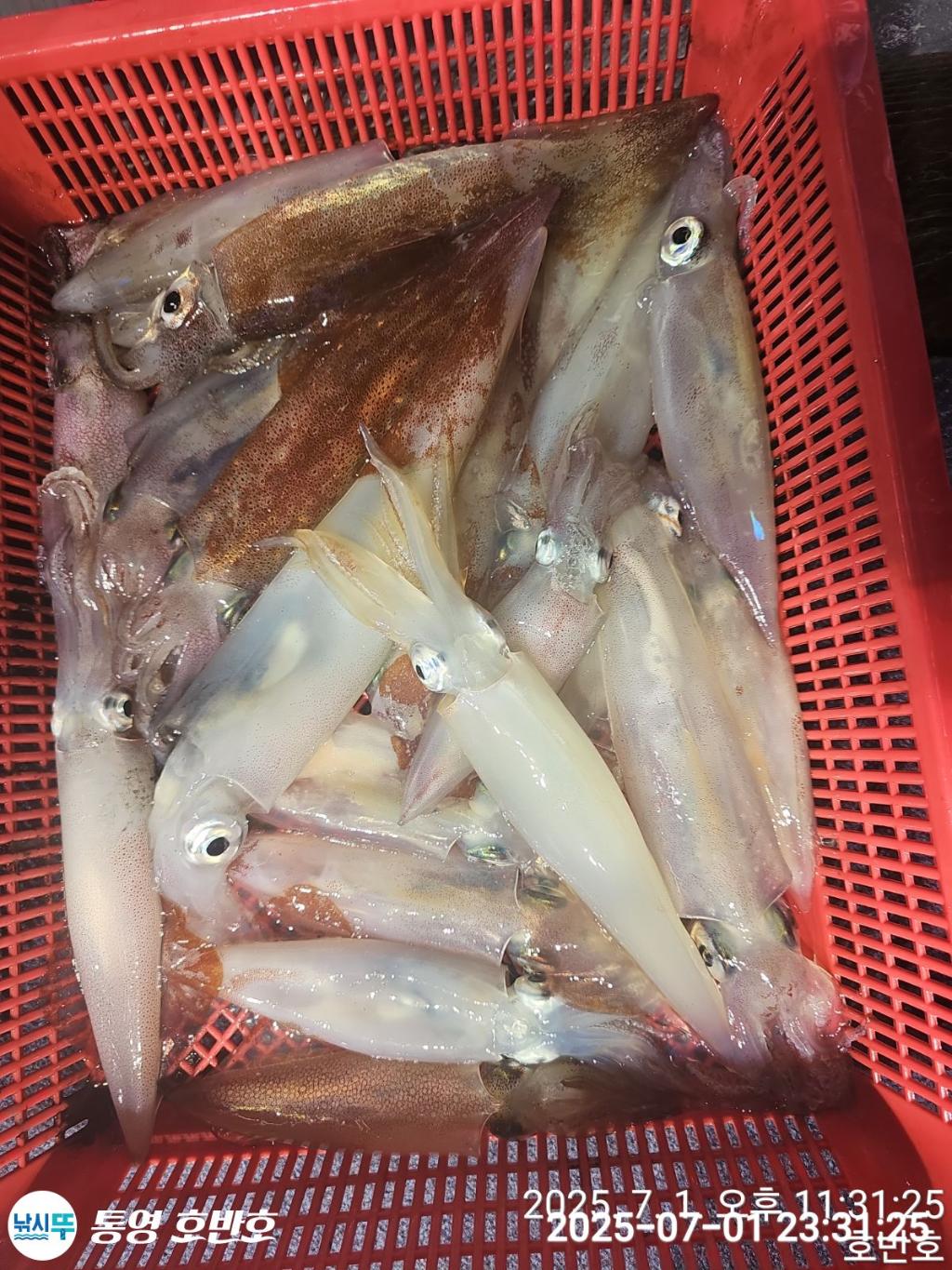 낚시뚜,한치,통영 신전항,통영호반호,낚시뚜20