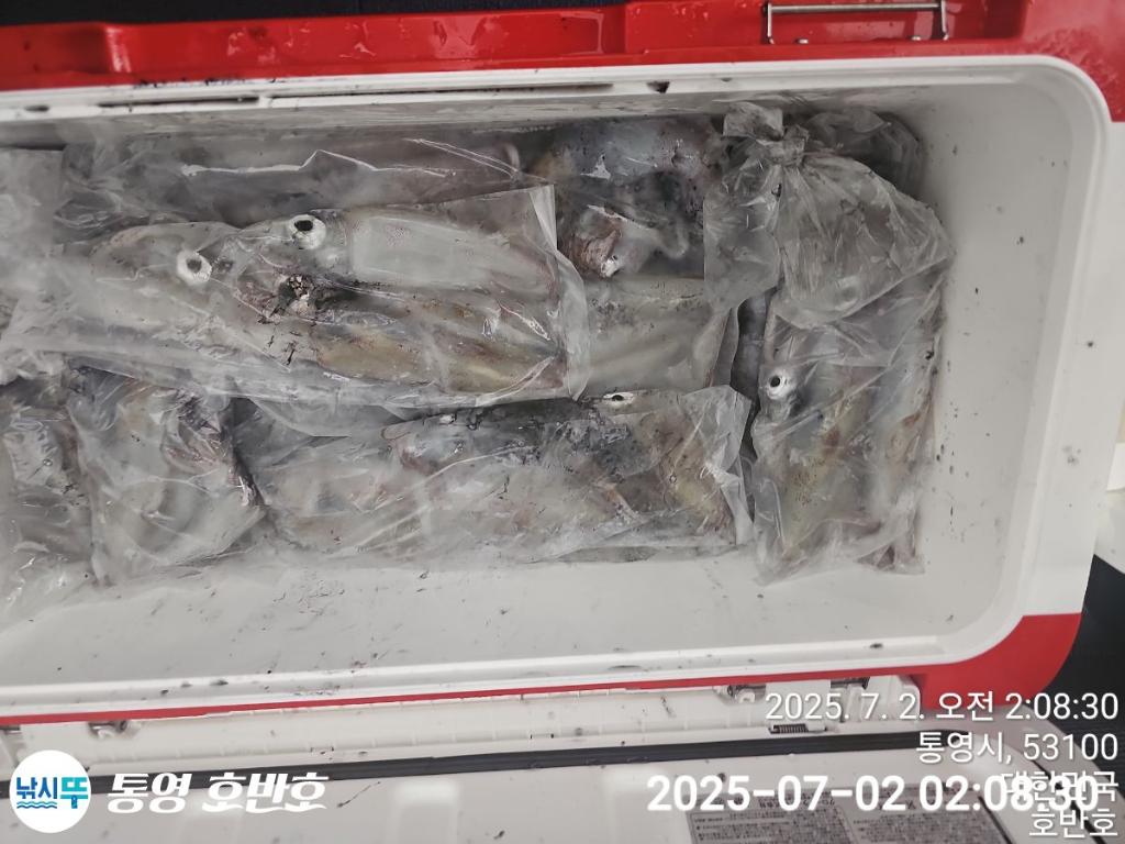 낚시뚜,한치,통영 신전항,통영호반호,낚시뚜0