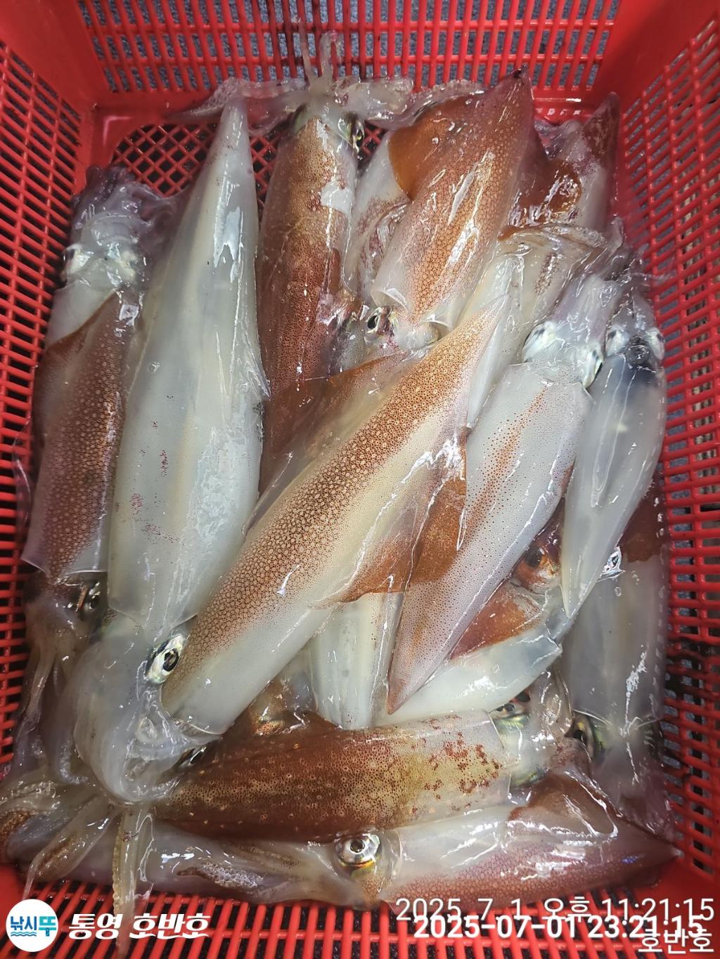 낚시뚜,한치,통영 신전항,통영호반호,낚시뚜16