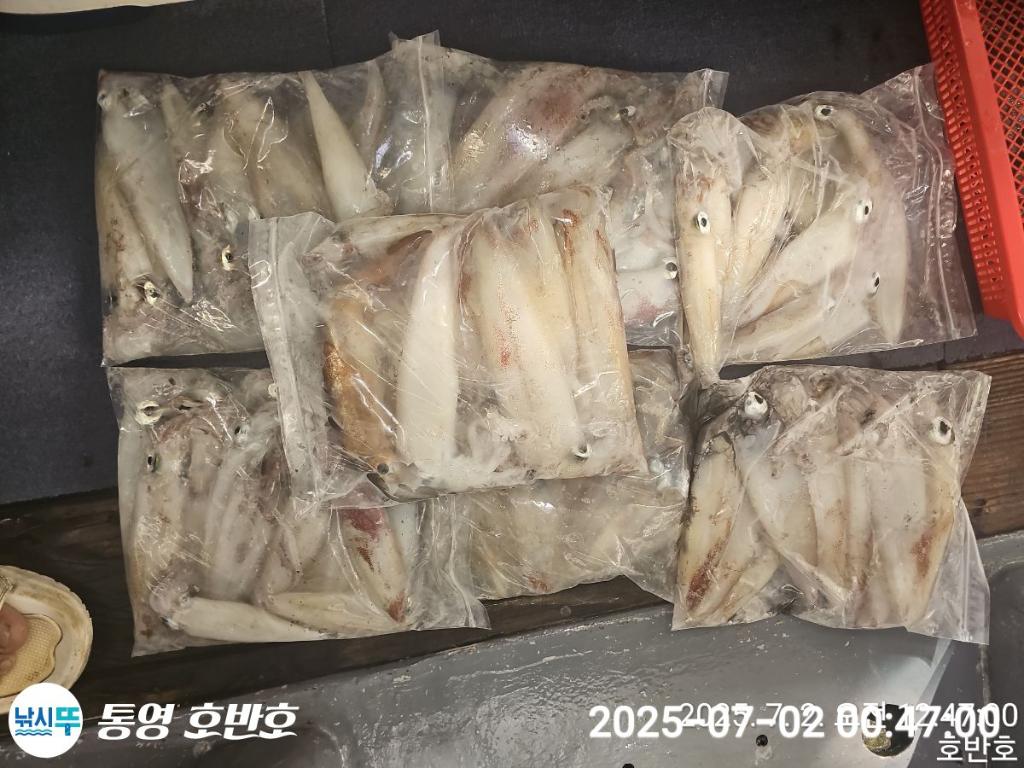 낚시뚜,한치,통영 신전항,통영호반호,낚시뚜15