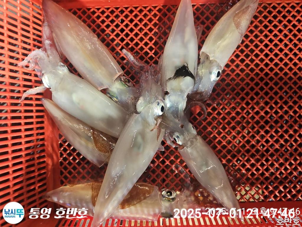 낚시뚜,한치,통영 신전항,통영호반호,낚시뚜14