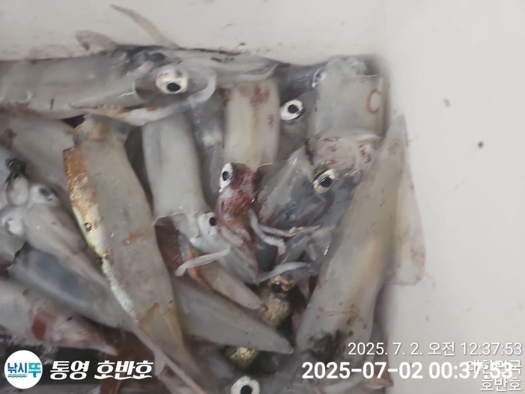 낚시뚜,한치,통영 신전항,통영호반호,낚시뚜13