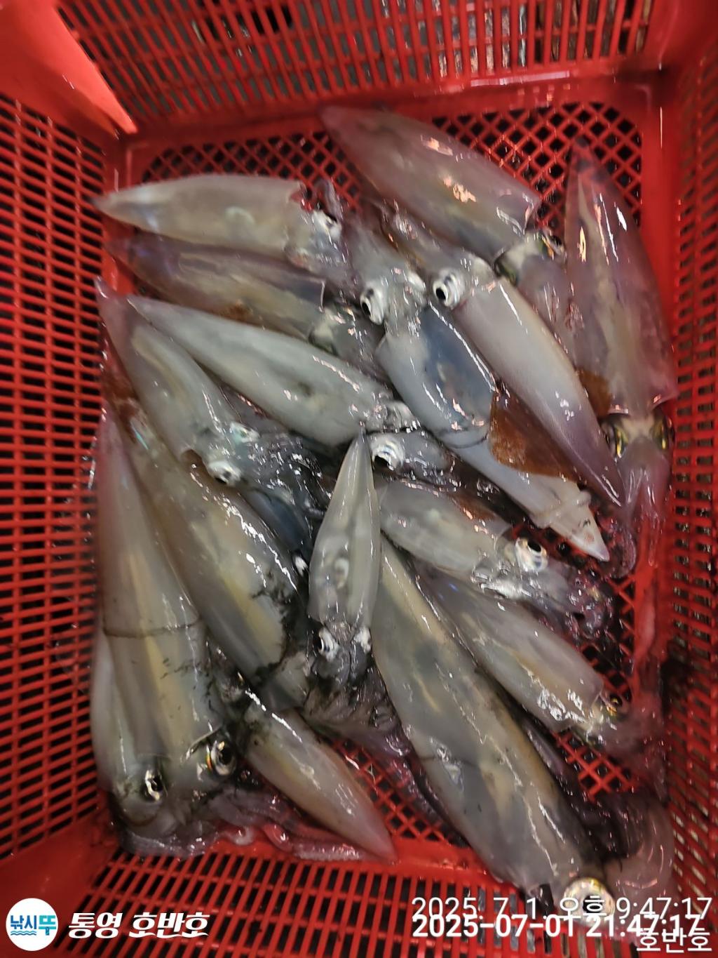 낚시뚜,한치,통영 신전항,통영호반호,낚시뚜12