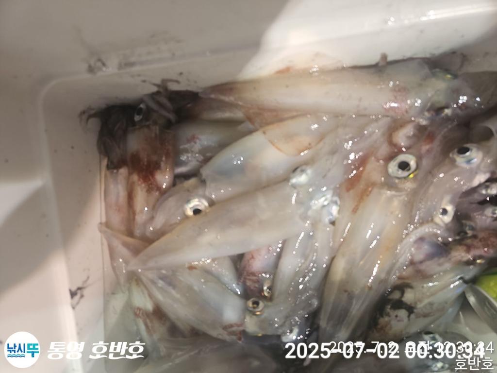 낚시뚜,한치,통영 신전항,통영호반호,낚시뚜11