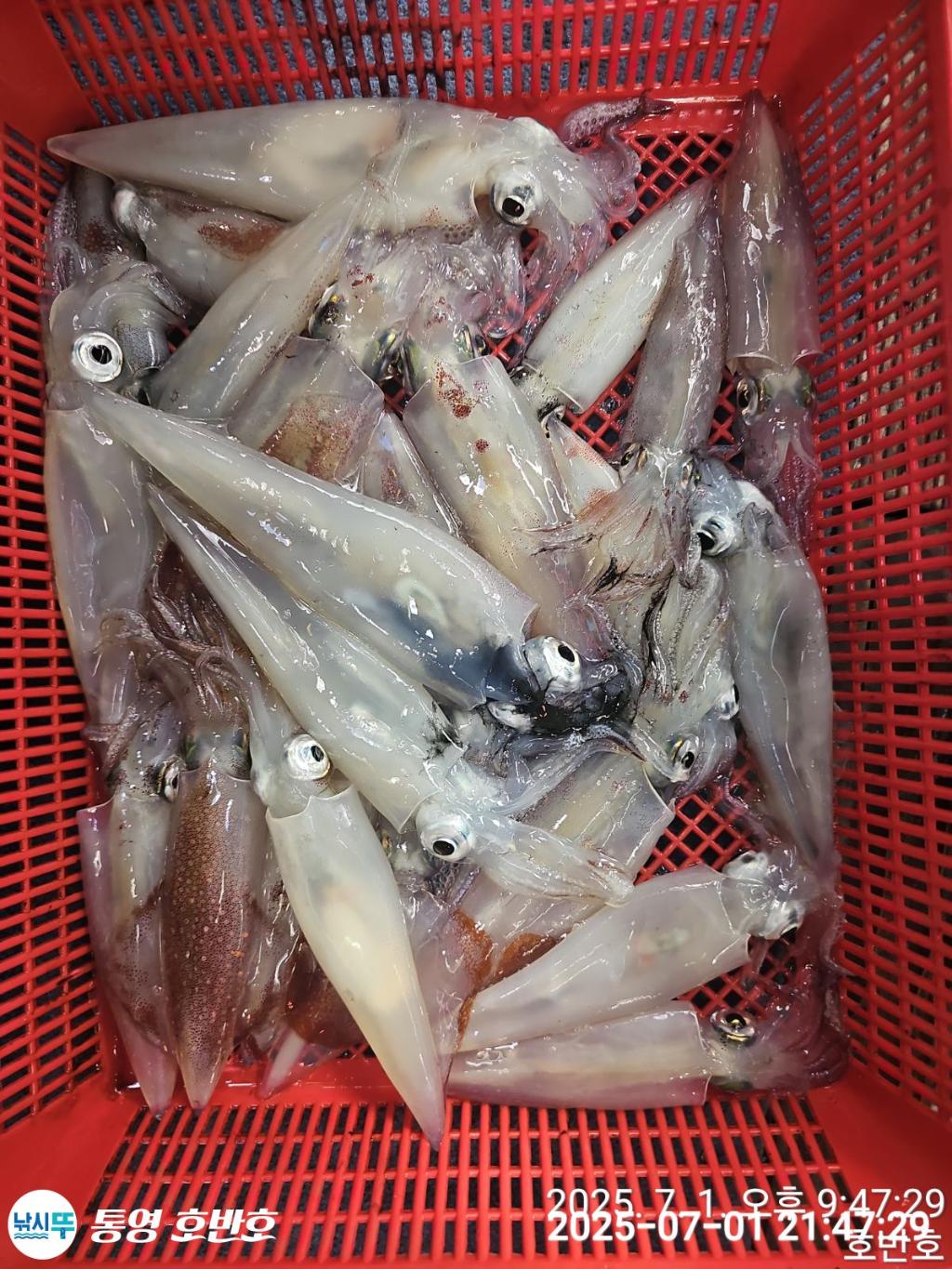 낚시뚜,한치,통영 신전항,통영호반호,낚시뚜10