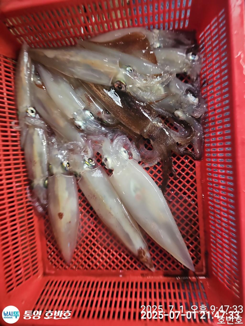 낚시뚜,한치,통영 신전항,통영호반호,낚시뚜8
