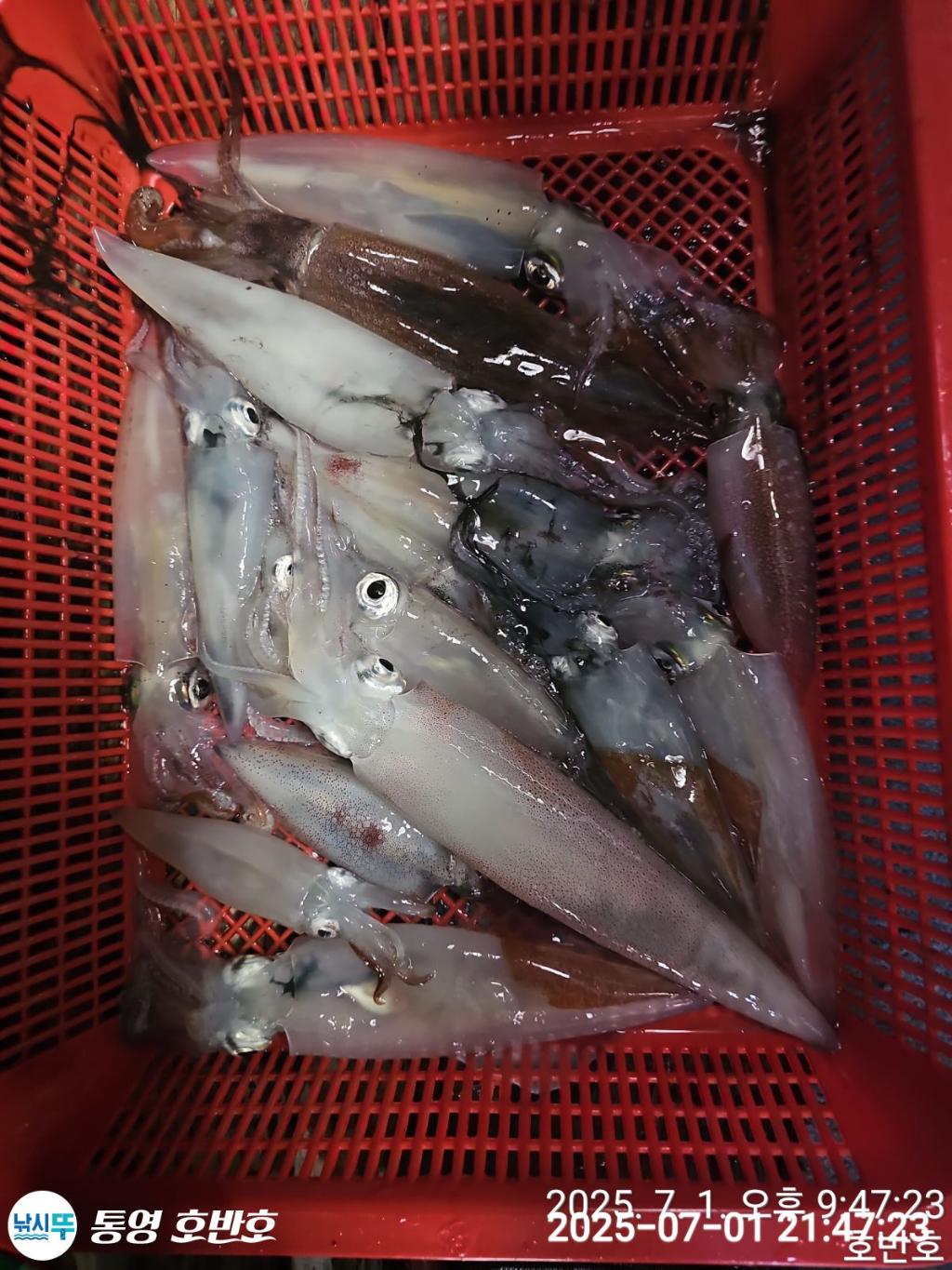 낚시뚜,한치,통영 신전항,통영호반호,낚시뚜7