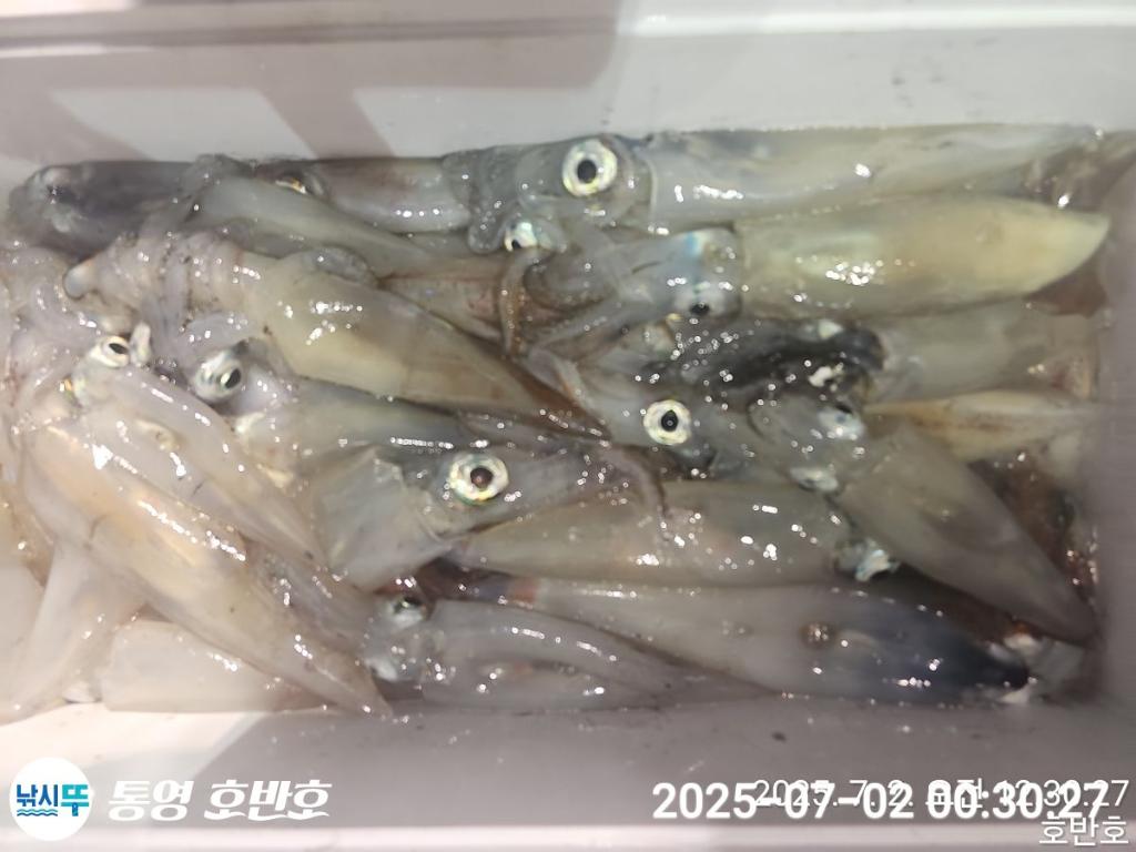 낚시뚜,한치,통영 신전항,통영호반호,낚시뚜6