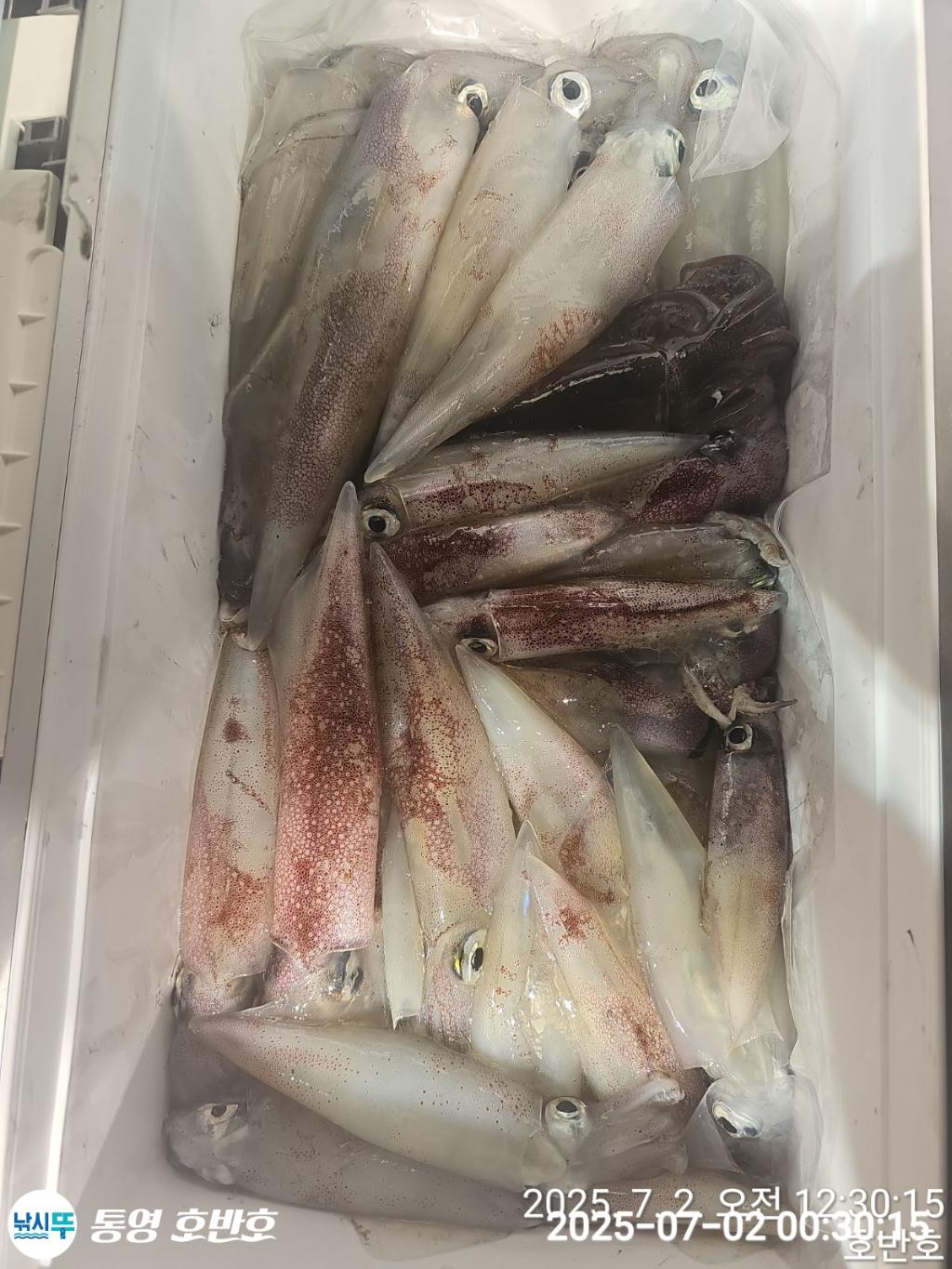 낚시뚜,한치,통영 신전항,통영호반호,낚시뚜5