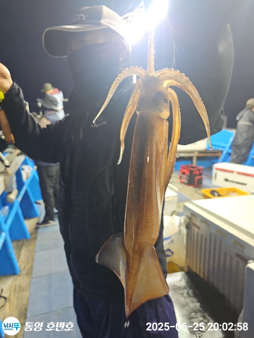 낚시뚜,한치,통영 신전항,통영호반호,낚시뚜4