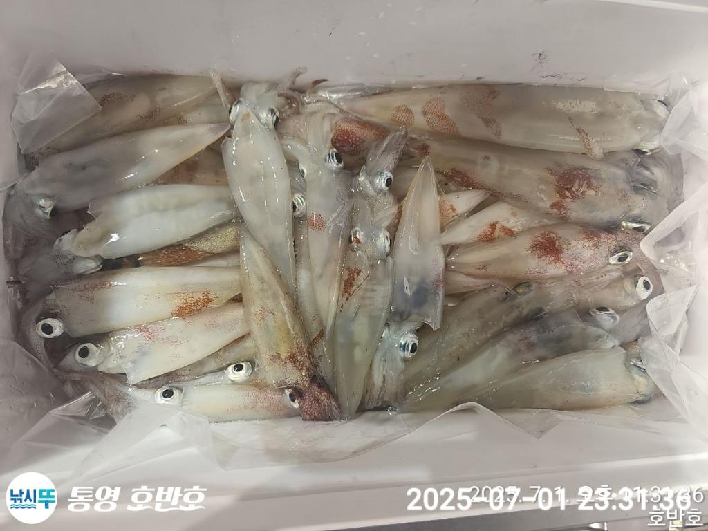 낚시뚜,한치,통영 신전항,통영호반호,낚시뚜1