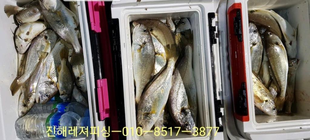 낚시뚜,백조기,진해1부두항,진해레져피싱,낚시뚜3