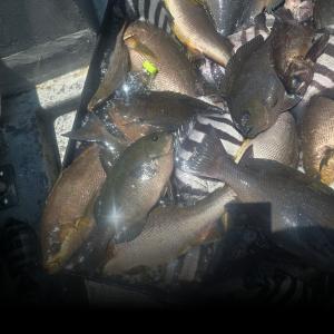 조황, #홍도,긴꼬랑지. 조황소보입니다~~~~