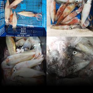 조황, [통영만선피싱] 5일 토요일부터 쭉~~ 한치 출조합니다 잘 올라오는 중!! 자리여유 예약가능!! 9일 수요일 문어!! 출조!! 예약문의주세용