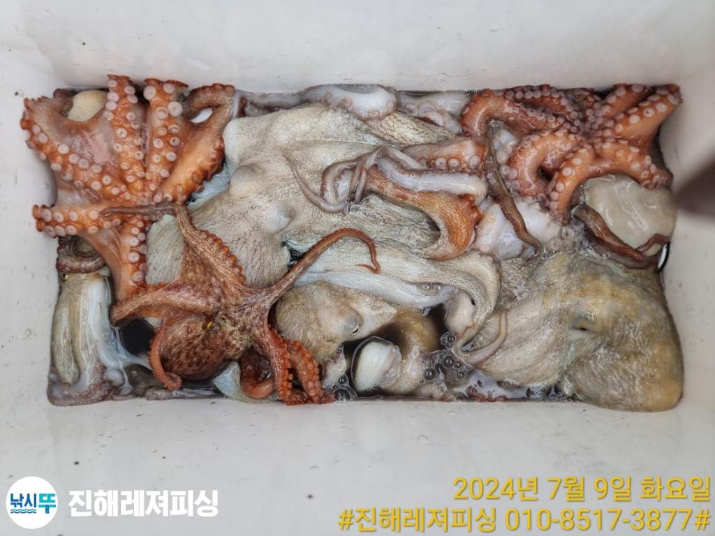 낚시뚜,돌문어,진해1부두항,진해레져피싱,낚시뚜16