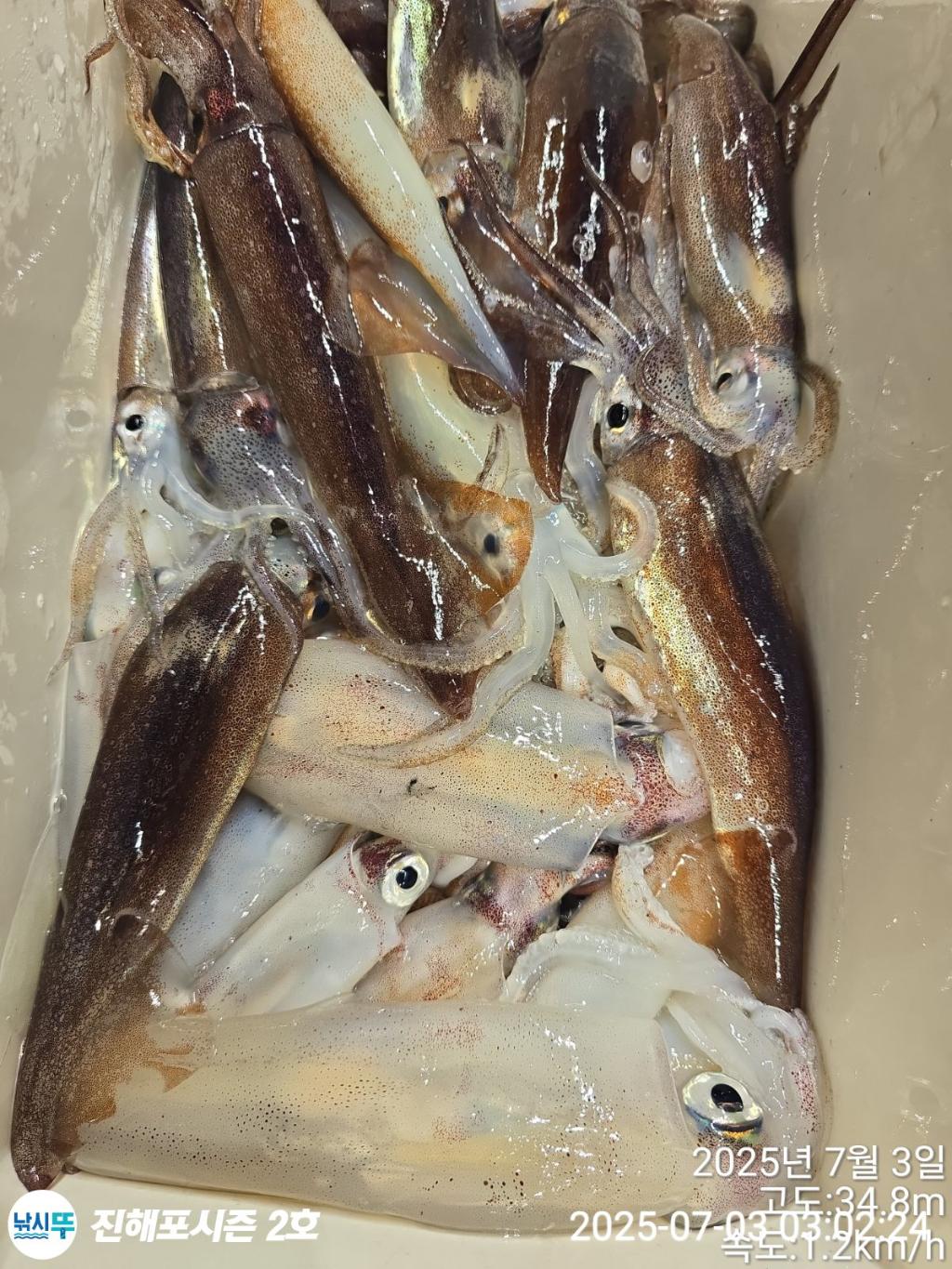 낚시뚜,오징어,한치,진해행암항,진해포시즌 2호,낚시뚜26