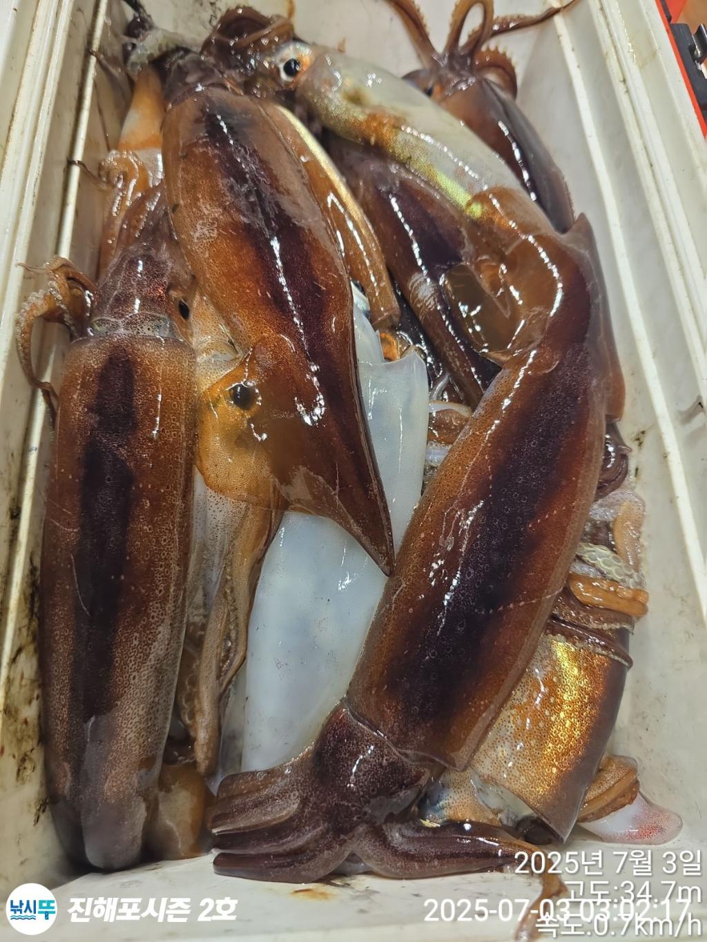 낚시뚜,오징어,한치,진해행암항,진해포시즌 2호,낚시뚜21