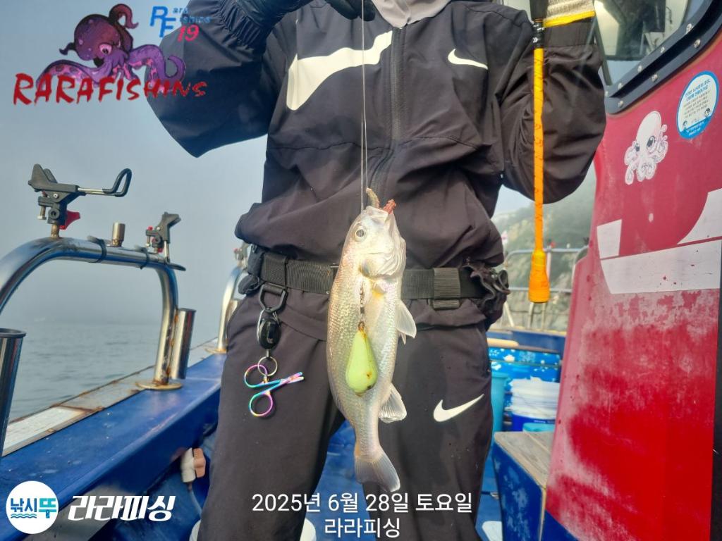 낚시뚜,백조기,속천항(진해),라라피싱,낚시뚜25