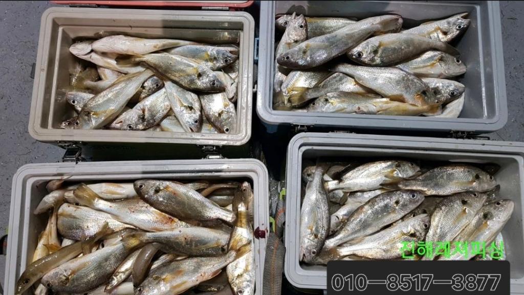 낚시뚜,돌문어,백조기,진해1부두항,진해레져피싱,낚시뚜23