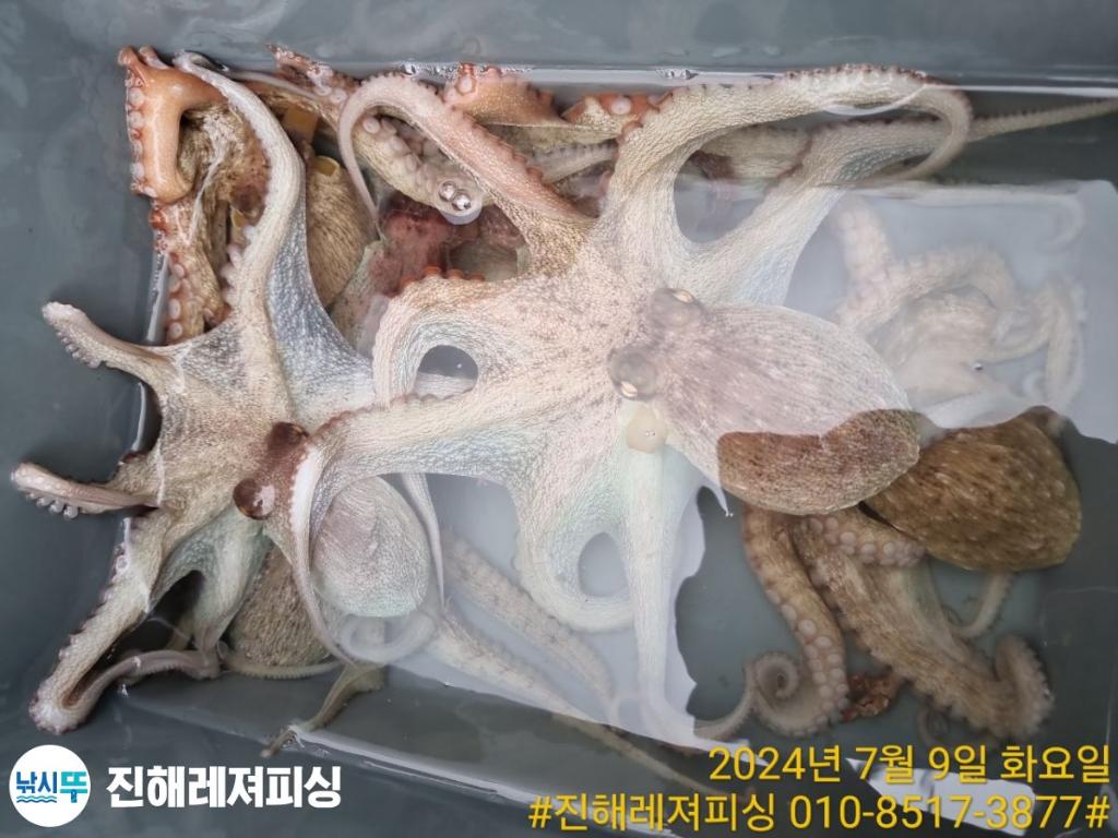 낚시뚜,돌문어,백조기,진해1부두항,진해레져피싱,낚시뚜19