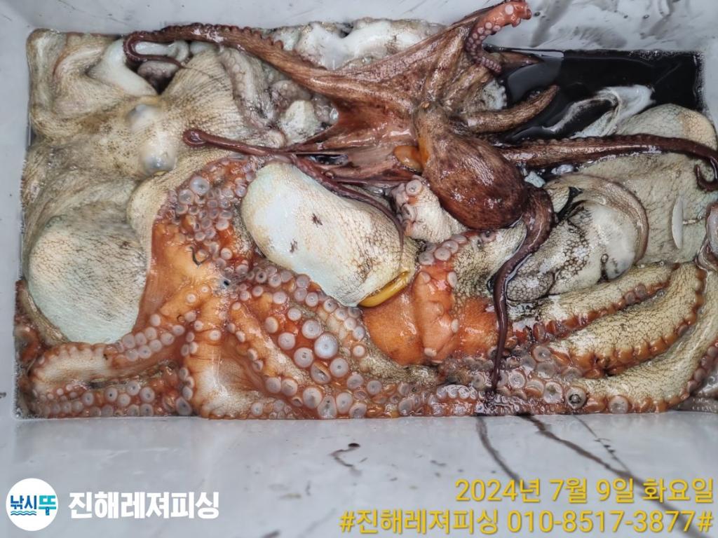낚시뚜,돌문어,백조기,진해1부두항,진해레져피싱,낚시뚜18