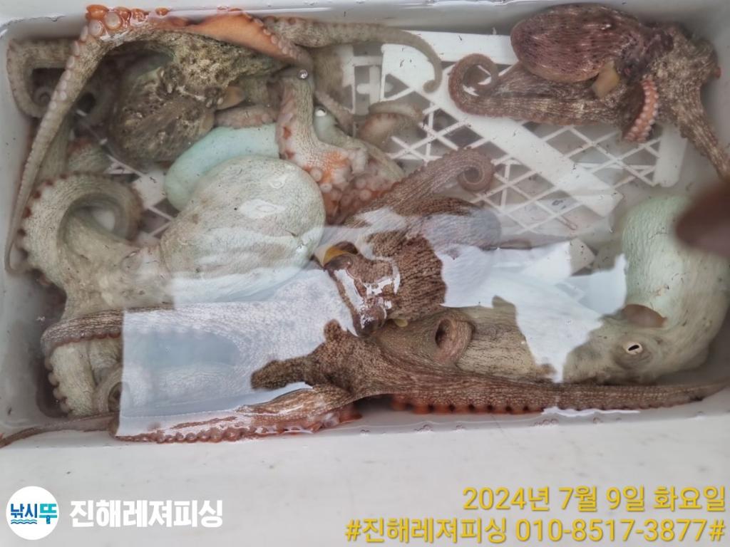 낚시뚜,돌문어,백조기,진해1부두항,진해레져피싱,낚시뚜17