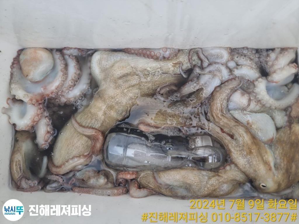 낚시뚜,돌문어,백조기,진해1부두항,진해레져피싱,낚시뚜16