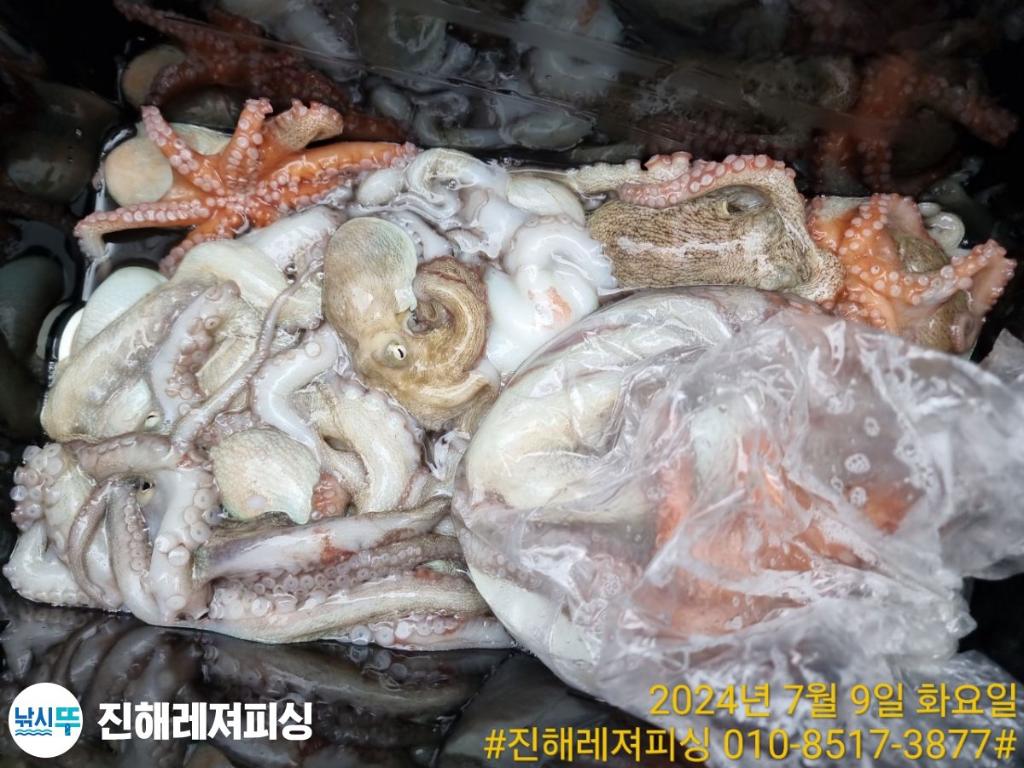 낚시뚜,돌문어,백조기,진해1부두항,진해레져피싱,낚시뚜15