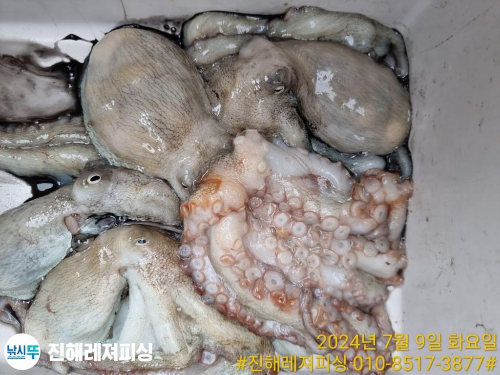 낚시뚜,돌문어,백조기,진해1부두항,진해레져피싱,낚시뚜14