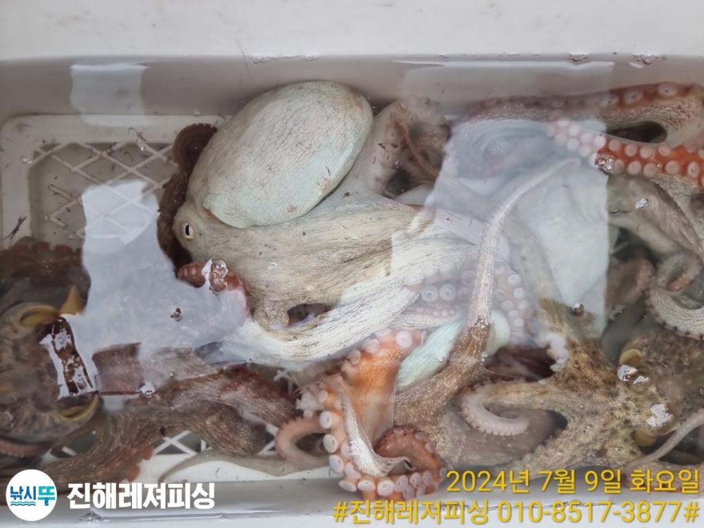 낚시뚜,돌문어,백조기,진해1부두항,진해레져피싱,낚시뚜13