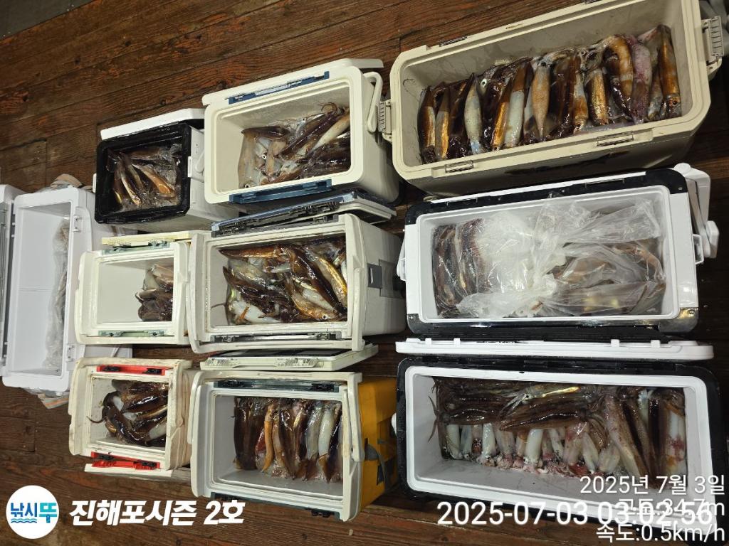 낚시뚜,오징어,한치,진해행암항,진해포시즌 2호,낚시뚜21