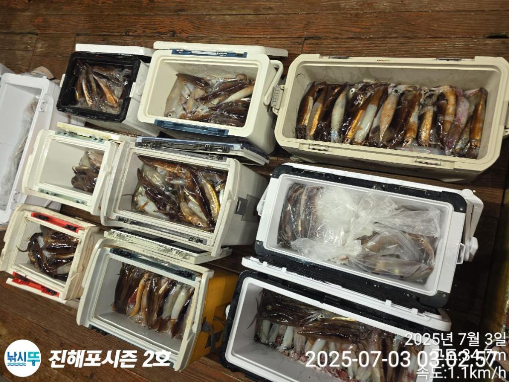 낚시뚜,오징어,한치,진해행암항,진해포시즌 2호,낚시뚜20
