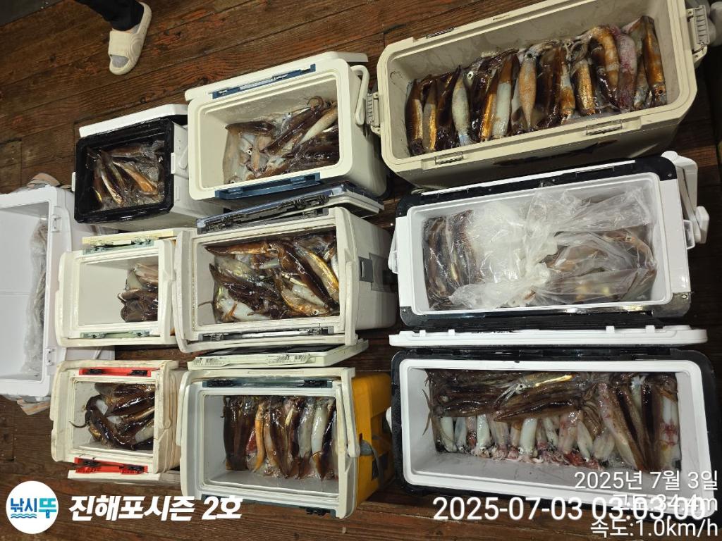 낚시뚜,오징어,한치,진해행암항,진해포시즌 2호,낚시뚜19