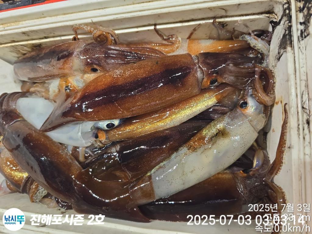 낚시뚜,오징어,한치,진해행암항,진해포시즌 2호,낚시뚜17