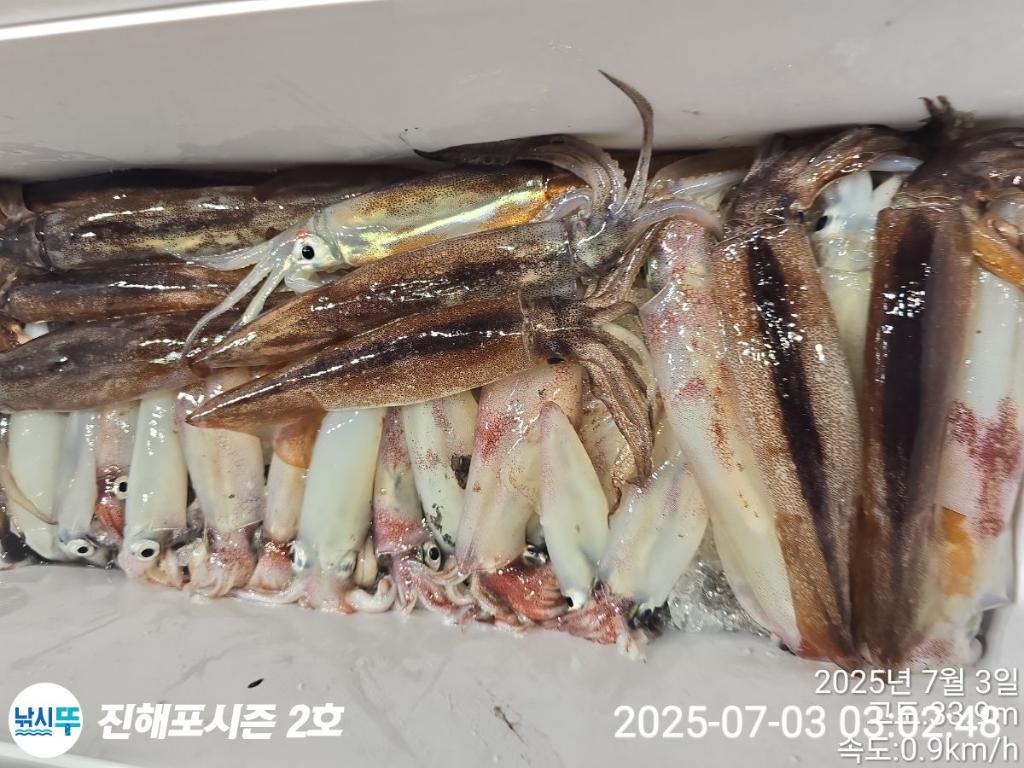 낚시뚜,오징어,한치,진해행암항,진해포시즌 2호,낚시뚜16