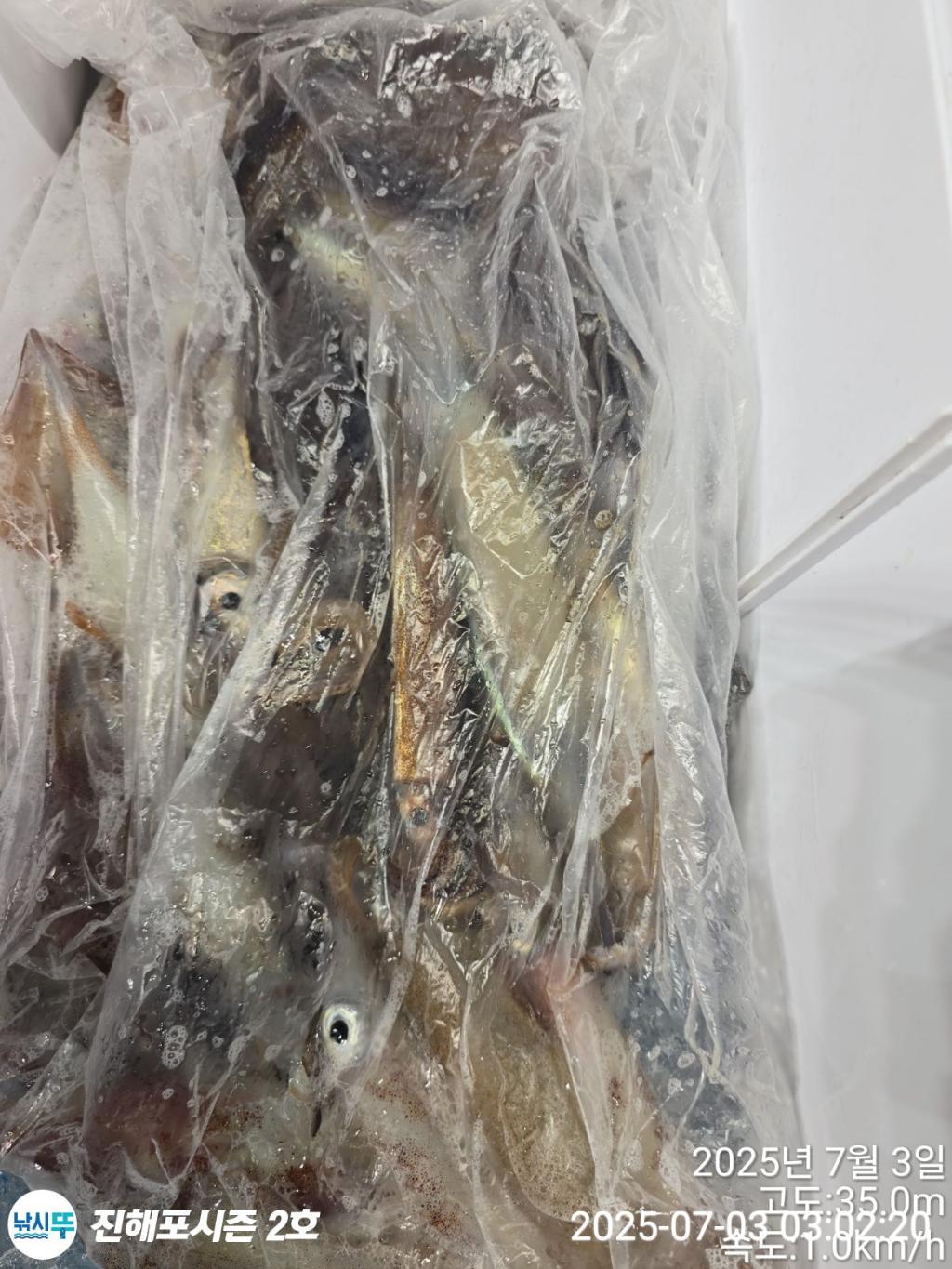 낚시뚜,오징어,한치,진해행암항,진해포시즌 2호,낚시뚜13