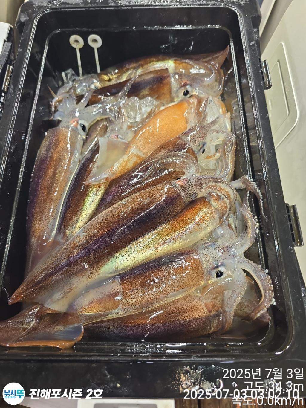 낚시뚜,오징어,한치,진해행암항,진해포시즌 2호,낚시뚜11
